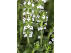 Thymus Serpyllum Var.Albus Sand-Thymian Weiß Ca. 9x9 cm Topf