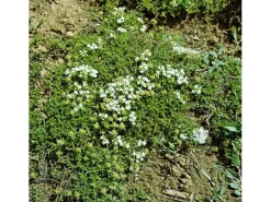 Thymus Serpyllum Var.Albus Sand-Thymian Weiß Ca. 9x9 cm Topf