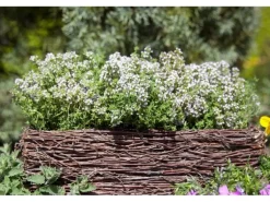 Thymus Vulgaris Compactus Echter Thymian Ca. 9x9 cm Topf