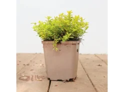 Thymus X Citriodorus Golden Dwarf Zitronenthymian Ca. 9x9 cm Topf