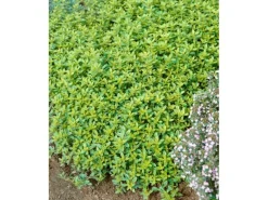 Thymus X Citriodorus Golden Dwarf Zitronenthymian Ca. 9x9 cm Topf