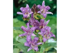 Tricyrtis Hirta Haarige Krötenlilie Ca. 9x9 cm Topf