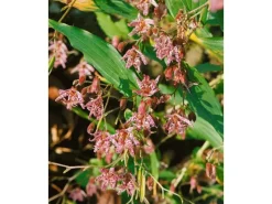 Tricyrtis Hirta Haarige Krötenlilie Ca. 9x9 cm Topf