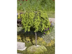 Tsuga Canadensis Kanadische Hemlocktanne 40–60 cm