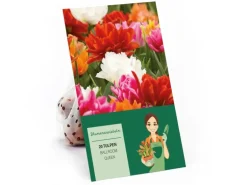 Tulipa Ballroom Queen Mischung 20 Stück Tulipa double early Ballroom Queen