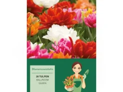 Tulipa Ballroom Queen Mischung 20 Stück Tulipa double early Ballroom Queen
