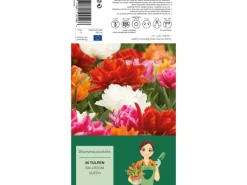 Tulipa Ballroom Queen Mischung 20 Stück Tulipa double early Ballroom Queen
