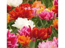 Tulipa Ballroom Queen Mischung 20 Stück Tulipa double early Ballroom Queen