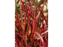 Uncinia Rubra Rotes Ziergras Ca. 9x9 cm Topf