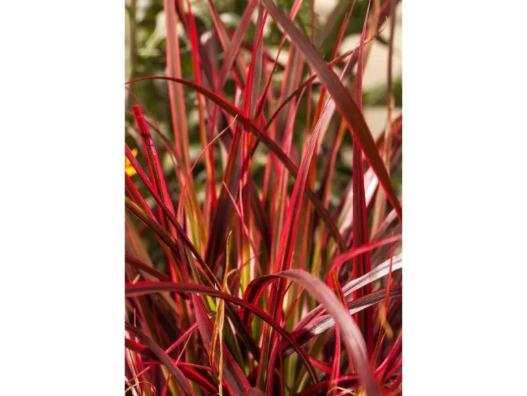 Uncinia Rubra Rotes Ziergras Ca. 9x9 cm Topf