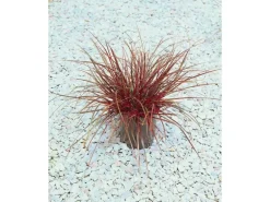 Uncinia Rubra Rotes Ziergras Ca. 9x9 cm Topf