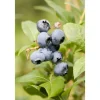 Vaccinium Corymbosum Chandler Heidelbeere Große Früchte 25–30 Cm