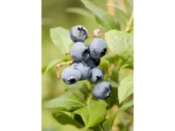 Vaccinium Corymbosum Chandler Heidelbeere Große Früchte 25–30 Cm