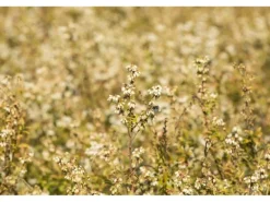 Vaccinium Corymbosum Chandler Heidelbeere Große Früchte 25–30 Cm