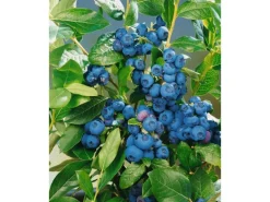 Vaccinium Corymbosum Patriot Heidelbeere 30–40 Cm