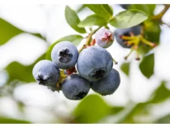 Vaccinium Corymbosum Patriot Heidelbeere 30–40 Cm