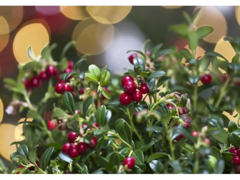 Vaccinium Vitis-Idaea Preiselbeere Immergrün Ca. 9x9 Cm Topf