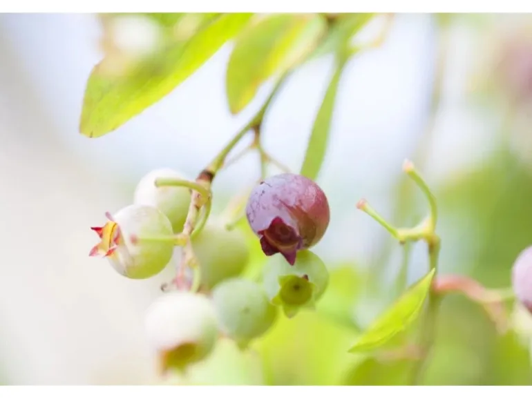Vaccinium Vitis-Idaea Preiselbeere Immergrün Ca. 9x9 Cm Topf