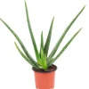 Value Greens Aloe Vera  Luftreinigende & Dekorative Sukkulente  Topf-Ø 12 cm  ca. 35 cm Hoch