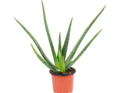 Value Greens Aloe Vera  Luftreinigende & Dekorative Sukkulente  Topf-Ø 12 cm  ca. 35 cm Hoch