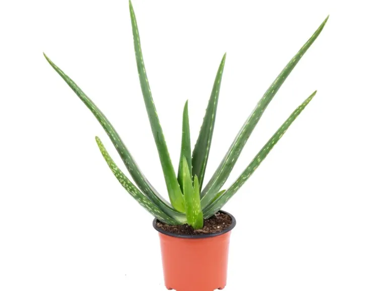 Value Greens Aloe Vera Luftreinigende & Dekorative Sukkulente Topf-Ø 12 cm ca. 35 cm Hoch