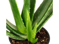 Value Greens Aloe Vera  Luftreinigende & Dekorative Sukkulente  Topf-Ø 12 cm  ca. 35 cm Hoch