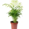 Value Greens Bergpalme Chamaedorea  Tropische Zimmerpflanze  Pflegeleicht  30 cm Hoch  Topf-Ø 12 cm