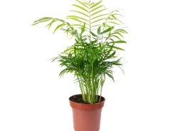Value Greens Bergpalme Chamaedorea  Tropische Zimmerpflanze  Pflegeleicht  30 cm Hoch  Topf-Ø 12 cm