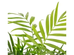 Value Greens Bergpalme Chamaedorea  Tropische Zimmerpflanze  Pflegeleicht  30 cm Hoch  Topf-Ø 12 cm