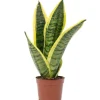 Value Greens Bogenhanf als Raumluftverbesserer  Sansevieria Trifasciata Superba  25 cm Hoch  Topf-Ø 9 cm