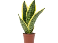 Value Greens Bogenhanf als Raumluftverbesserer  Sansevieria Trifasciata Superba  25 cm Hoch  Topf-Ø 9 cm