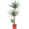 Value Greens Drachenbaum 3-Stamm  Dracaena Marginata  ca. 115 cm Hoch  Topf-Ø 21 cm