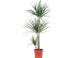 Value Greens Drachenbaum 3-Stamm  Dracaena Marginata  ca. 115 cm Hoch  Topf-Ø 21 cm