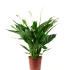 Value Greens Einblatt 4-8 Blüten/Knospen  Luftreinigendes  Spathiphyllum   Höhe ca. 70 cm  Topf-Ø 17 cm
