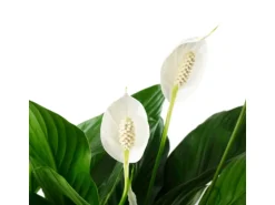 Value Greens Einblatt 4-8 Blüten/Knospen  Luftreinigendes  Spathiphyllum   Höhe ca. 70 cm  Topf-Ø 17 cm
