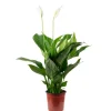 Value Greens Einblatt mit 3-5 Blüten/Knospen  Luftreinigendes Spathiphyllum  ca. 45 cm Hoch  Topf-Ø 13 cm