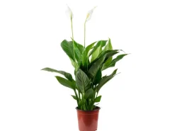 Value Greens Einblatt mit 3-5 Blüten/Knospen  Luftreinigendes Spathiphyllum  ca. 45 cm Hoch  Topf-Ø 13 cm