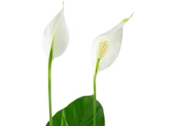 Value Greens Einblatt mit 3-5 Blüten/Knospen  Luftreinigendes Spathiphyllum  ca. 45 cm Hoch  Topf-Ø 13 cm