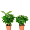 Value Greens 2er-Set Coffea Arabica  Exotische Kaffeepflanze für dein Zuhause  ca. 15 cm Hoch  Topf-Ø 9 cm