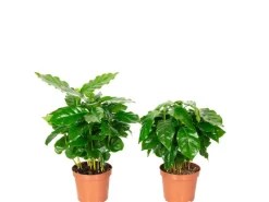Value Greens 2er-Set Coffea Arabica  Exotische Kaffeepflanze für dein Zuhause  ca. 15 cm Hoch  Topf-Ø 9 cm