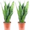 Value Greens 2er-Set Sansevieria 'Black Coral'  Pflegeleichter Bogenhanf  ca. 30 cm Hoch  Topf-Ø 12 cm