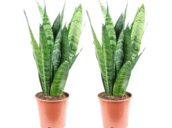 Value Greens 2er-Set Sansevieria 'Black Coral'  Pflegeleichter Bogenhanf  ca. 30 cm Hoch  Topf-Ø 12 cm