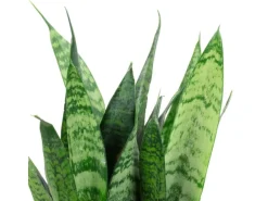 Value Greens 2er-Set Sansevieria 'Black Coral'  Pflegeleichter Bogenhanf  ca. 30 cm Hoch  Topf-Ø 12 cm
