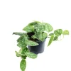 Value Greens Gefleckte Efeutute  Hängepflanze mit Wow-Faktor  Scindapsus Pictus 'Argyraeus'  ca. 10 cm Lang  Topf-Ø 12 cm