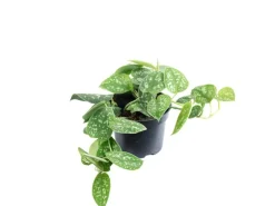 Value Greens Gefleckte Efeutute  Hängepflanze mit Wow-Faktor  Scindapsus Pictus 'Argyraeus'  ca. 10 cm Lang  Topf-Ø 12 cm