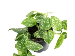 Value Greens Gefleckte Efeutute  Hängepflanze mit Wow-Faktor  Scindapsus Pictus 'Argyraeus'  ca. 10 cm Lang  Topf-Ø 12 cm