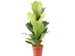 Value Greens Geigenfeige  Moderner Dschungel-Look für Innenräume  ca. 95 cm Hoch  Topf-Ø 21 cm