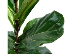 Value Greens Geigenfeige  Moderner Dschungel-Look für Innenräume  ca. 95 cm Hoch  Topf-Ø 21 cm