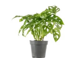 Value Greens Pflegeleichtes Fensterblatt  Kletternde Monstera 'Monkey'  Topf-Ø 12 cm  ca. 25 cm Hoch