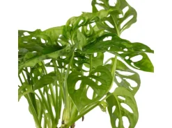 Value Greens Pflegeleichtes Fensterblatt  Kletternde Monstera 'Monkey'  Topf-Ø 12 cm  ca. 25 cm Hoch